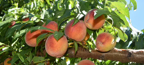 Fruta de hueso 2026: más producto, más tecnificación, cambio varietal y más calidad