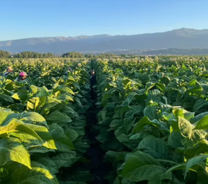 Nambawan sitúa a España como epicentro de su proyecto de agricultura molecular para edulcorantes proteicos