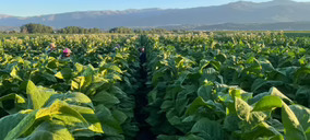 Nambawan sitúa a España como epicentro de su proyecto de agricultura molecular para edulcorantes proteicos