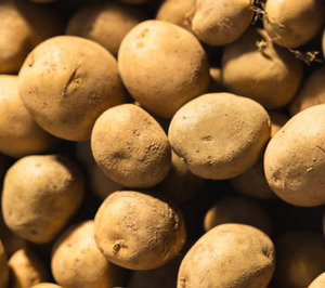 La nueva planta de patata de siembra de Udapa estará operativa el próximo otoño