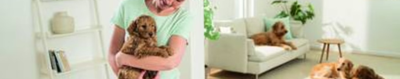 Informe 2026 de Pequeño Aparato Electrodoméstico Pet Care
