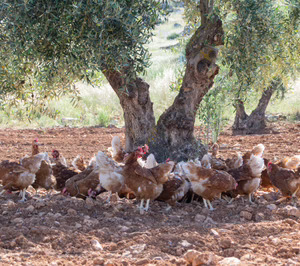 Huevos Guillén logra el respaldo de Cex Capital para su proyecto campero en Extremadura