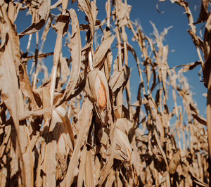 Europa desbloquea la innovación agrícola con la aprobación definitiva de las NTGs