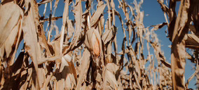 Europa desbloquea la innovación agrícola con la aprobación definitiva de las NTGs