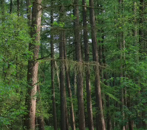 La gestión forestal, en el centro de la estrategia contra los incendios