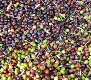 InsectBiotech levanta 7,2 M€ para bioconvertir el principal subproducto de la industria aceitera en recursos de alto valor