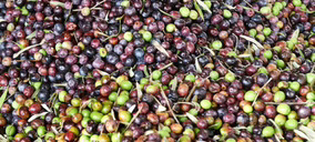 InsectBiotech levanta 7,2 M€ para bioconvertir el principal subproducto de la industria aceitera en recursos de alto valor