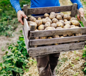 Patatas Lázaro presupuesta más de 3 M para consolidar un modelo industrial más inteligente