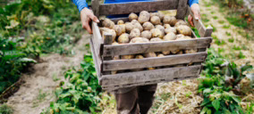 Patatas Lázaro presupuesta más de 3 M para consolidar un modelo industrial más inteligente