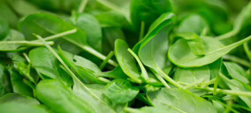 La Línea Verde da el salto a Norteamérica y ultima la apertura de su primera fábrica fuera de Europa