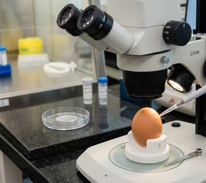 El mercado de huevos avanza en I+D+i como apuesta de futuro