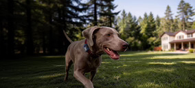 MOVA amplía su ecosistema de mascotas con un rastreador GPS