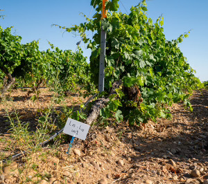 El proyecto EDAVITAS25 avanza hacia una viticultura más sostenible