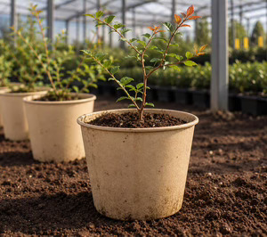 Hinojosa presenta en Fruit Attraction una innovadora biomaceta compostable para el cultivo en vivero