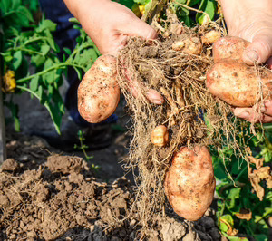 Ibérica de Patatas moderniza sus líneas de producción y se acerca al consumidor