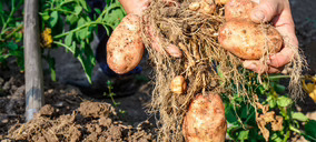 Ibérica de Patatas moderniza sus líneas de producción y se acerca al consumidor