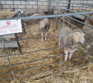 El grupo operativo Athenea recupera subproductos del olivar para la alimentación animal