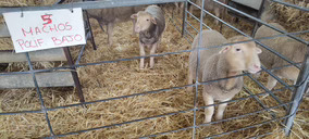 El grupo operativo Athenea recupera subproductos del olivar para la alimentación animal