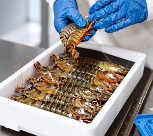 Aqualvia inicia actividad para completar el ciclo del langostino trigre vivo