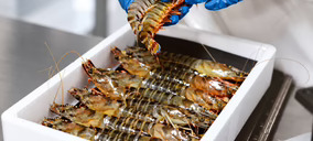 Aqualvia inicia actividad para completar el ciclo del langostino trigre vivo