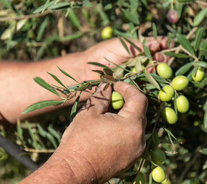 Una aceitunera sevillana pasa a liquidación