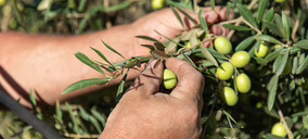 Una aceitunera sevillana pasa a liquidación