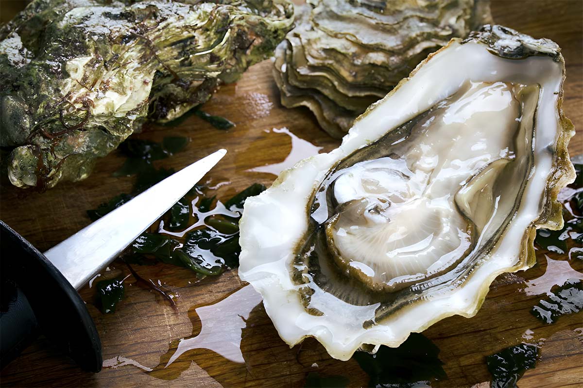 Ostras para Eventos - Distribuidores de las Ostras Francesas Oleron